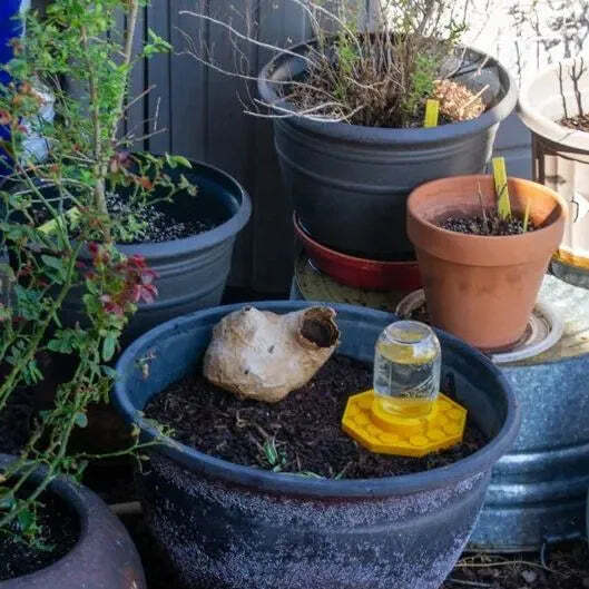 HiveDrink Hydrates Pollinator Life